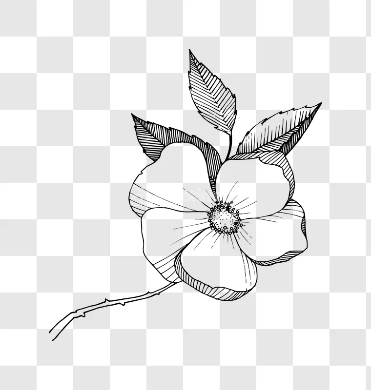 Wild Rose Flower Line Art Illustration