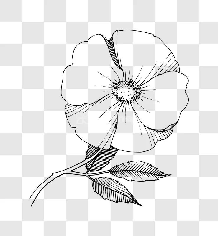 Wild Rose Flower Line Art Ink Drawing Illustration