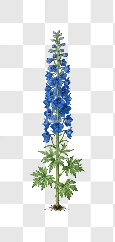 Blue Delphinium Flower Botanical Illustration