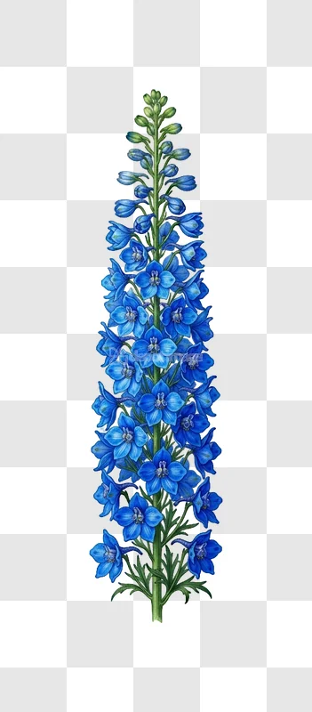 Blue Delphinium Flower Botanical Vector Illustration