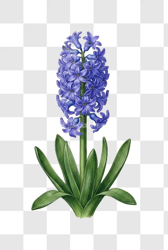 Blue Hyacinth Flower Green Foliage Garden