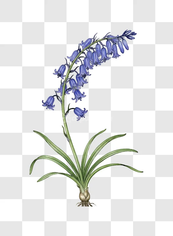 Bluebell Flower Green Foliage Botanical