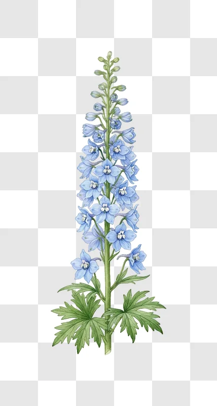 Botany Illustration of a Blue Delphinium Flower
