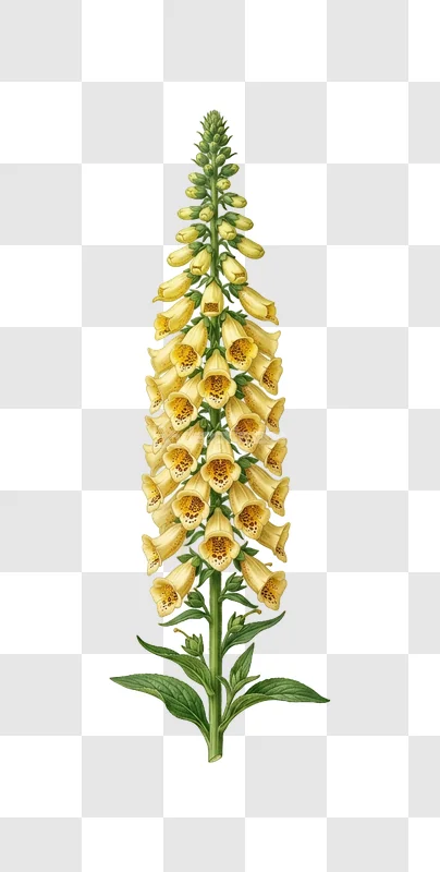 Digitalis Lutea Yellow Flower Stalk