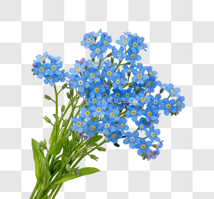 Forget Me Not Blue Flowers Bunch Nature Closeup