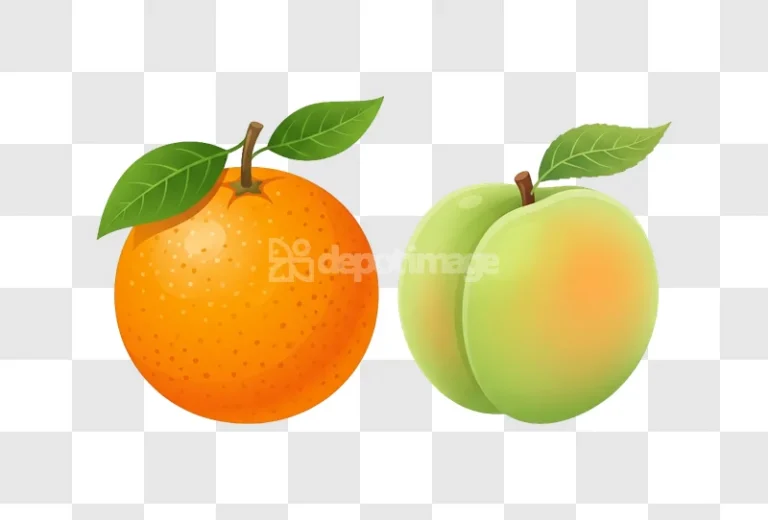Fresh Orange Green Plum Fruit Illustration