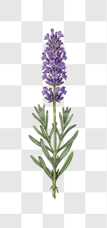 Lavender Flower Purple Blossom Botanical Illustration