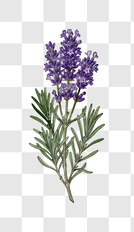 Lavender Plant Purple Flowers Green Leaves