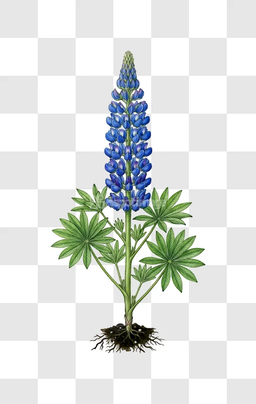Lupin Flower Blue Green Foliage Roots Botany