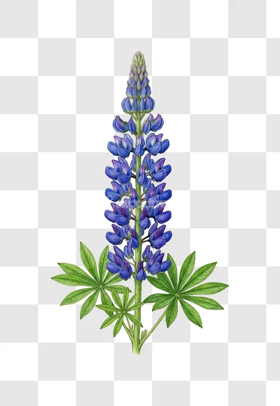 Lupine Flower Blue Purple Green Leaves Botany