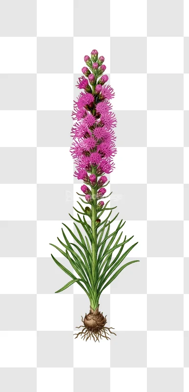 Magenta Liatris Flower Plant Blazing Star Nature