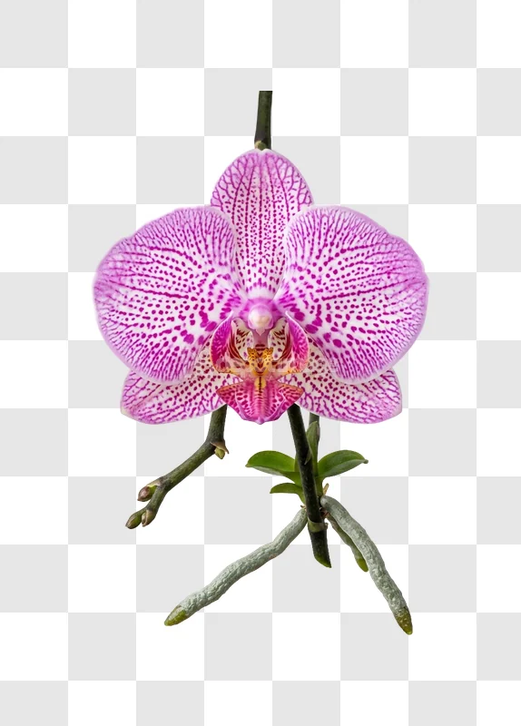 Magenta Phalaenopsis Orchid Flower Nature
