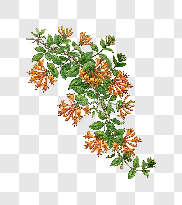 Orange Honeysuckle Vine Green Leaves Botanical