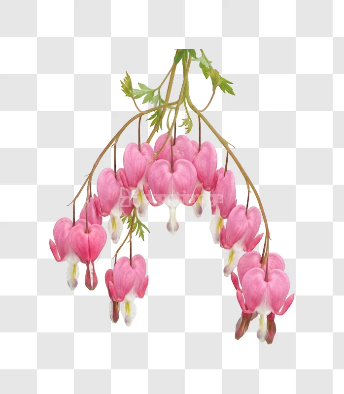Pink Bleeding Heart Flowers Branches Nature