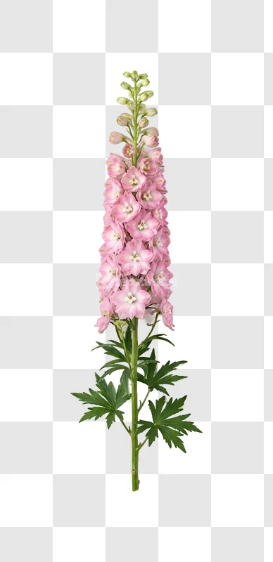 Pink Delphinium Flower Tall Stem Green Leaves