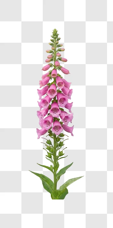 Pink Foxglove Flower Blossom Tall