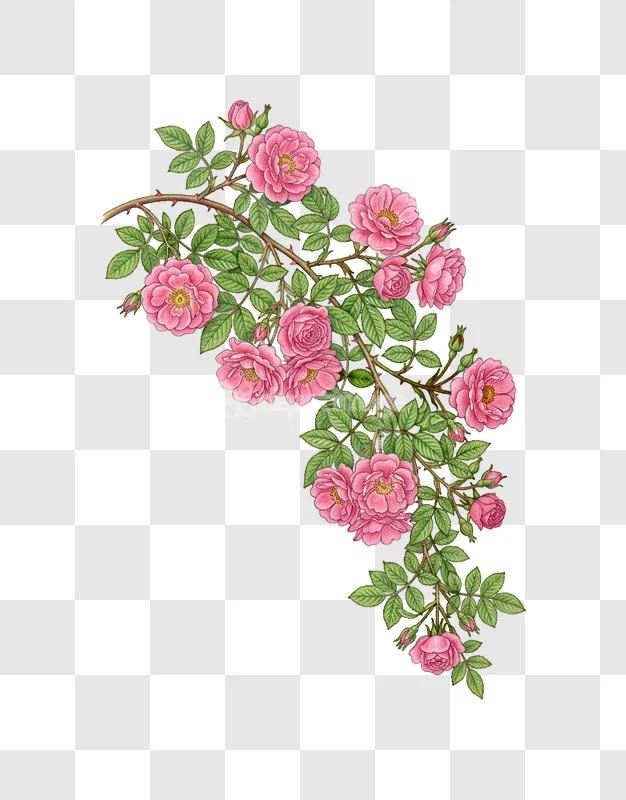 Pink Roses Vine Green Leaves
