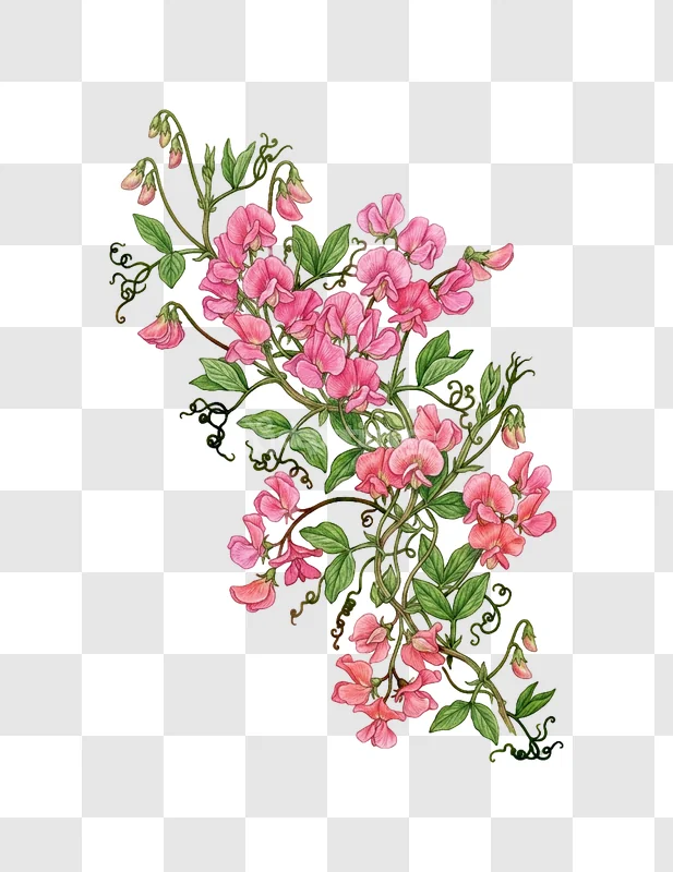 Pink Sweet Pea Flowers Vines