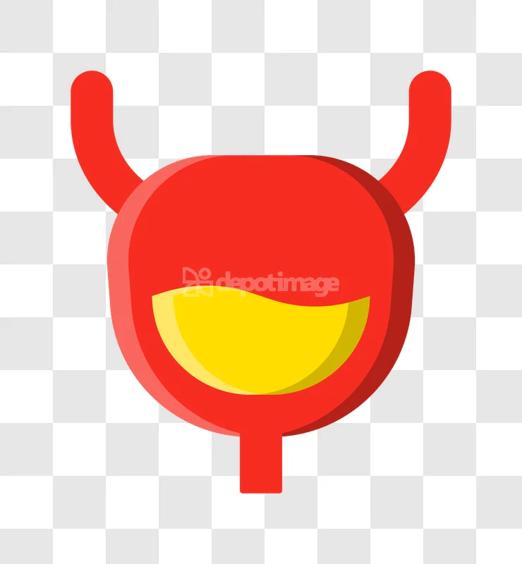 Red Human Urinary Bladder Anatomy Medical
