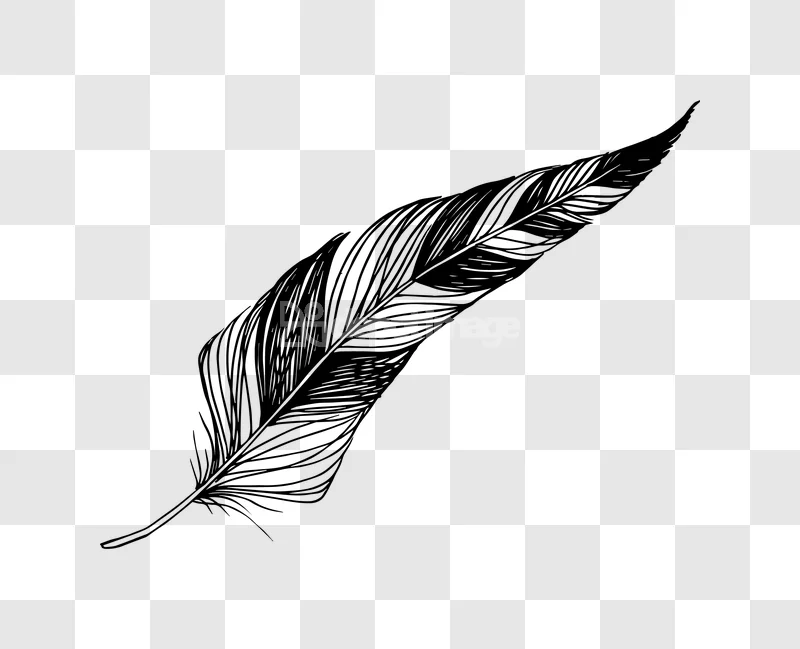 Single Detailed Ink Drawing Feather Illustration Art black outline sketch