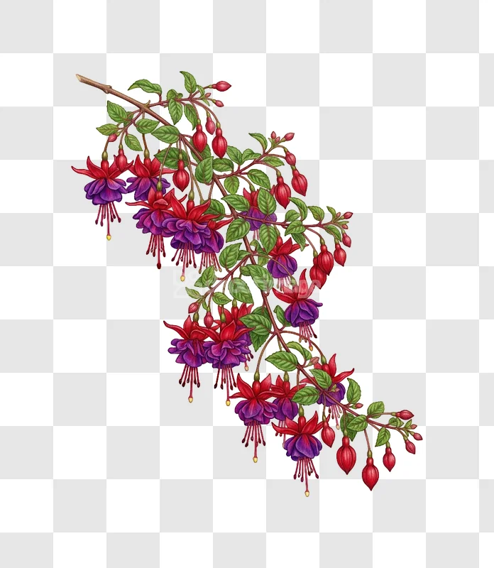 Vibrant Fuchsia Blooms Green Foliage