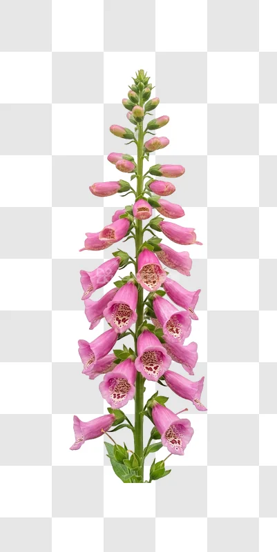 Vibrant Pink Foxglove Flower Spike