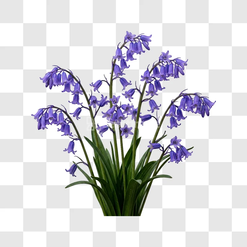 Vibrant Purple Bluebell Bouquet Close up, purple blue flowers transparent background