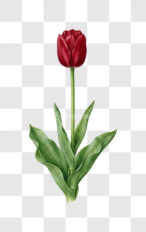 Vibrant Red Tulip Green Stem Leaves
