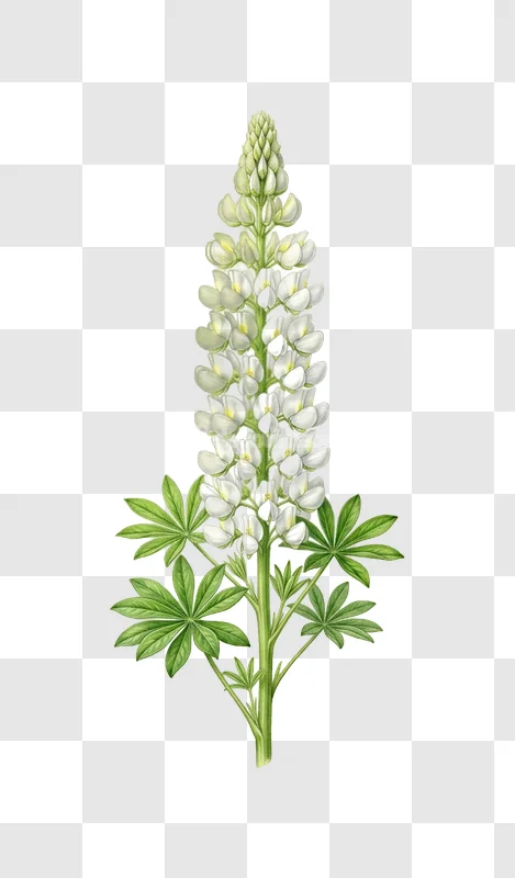 White Lupine Flower Stem Green Leaves