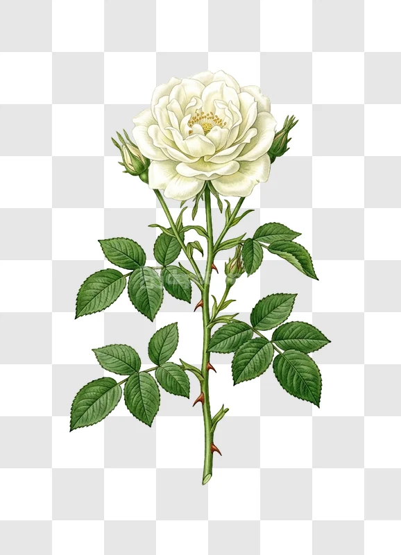 White Rose Blooming Green Leaves Thorns