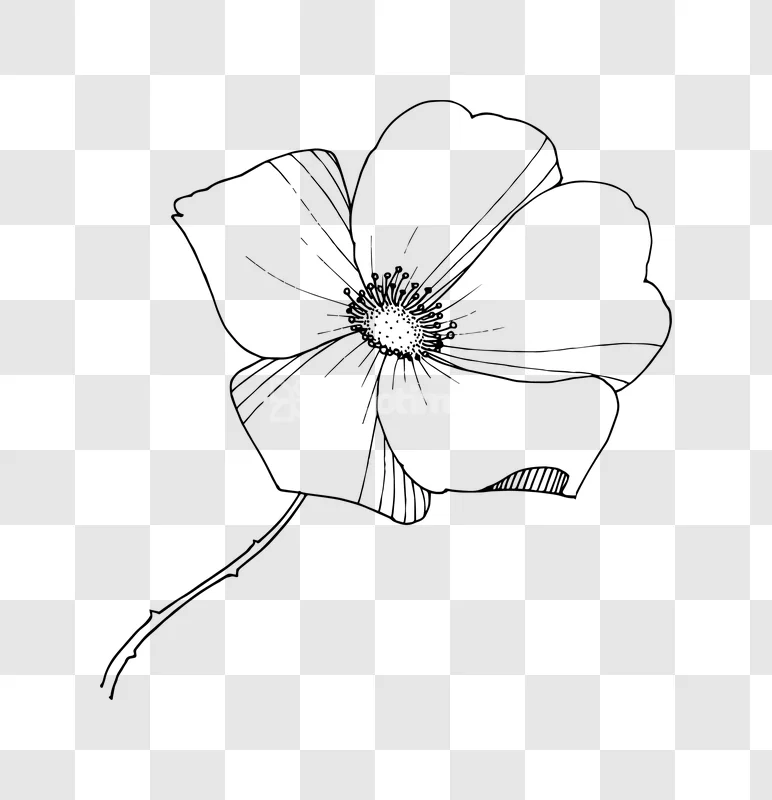 Wild Flower Ink Drawing Illustration Botanical black ink drawing transparent background