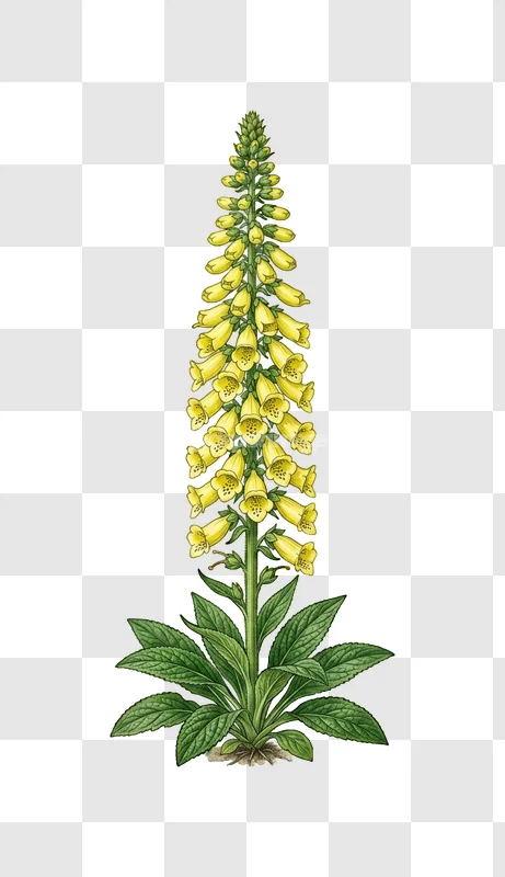 Yellow Foxglove Flower Plant Illustration