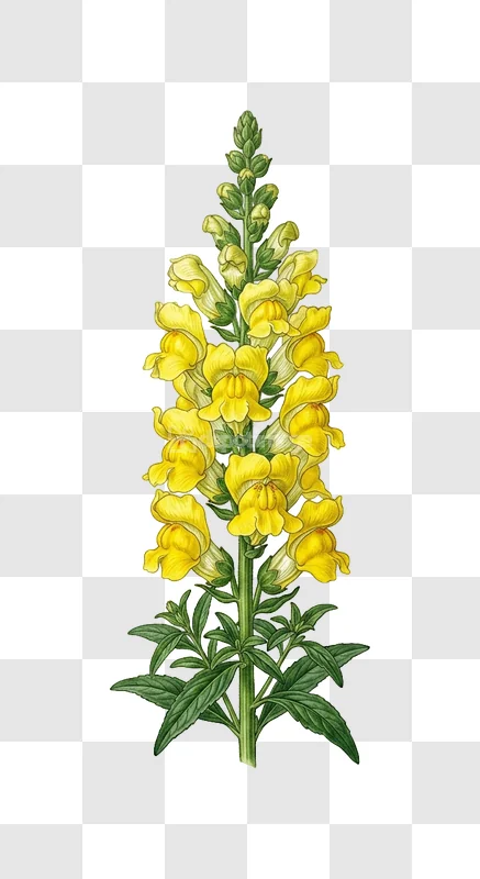 Yellow Snapdragon Flowers Green Foliage Botanical