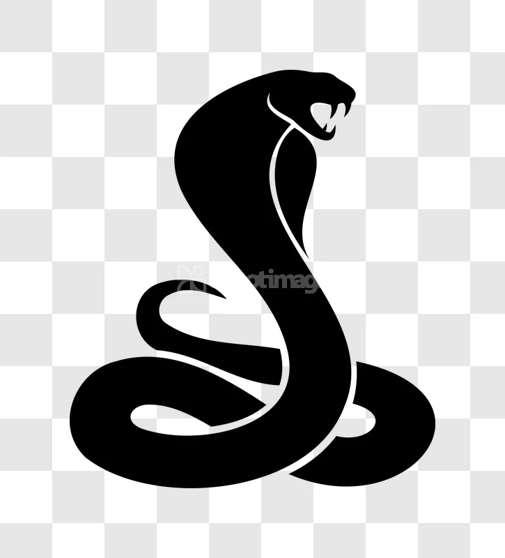 Black Cobra Snake Rearing Fangs Out