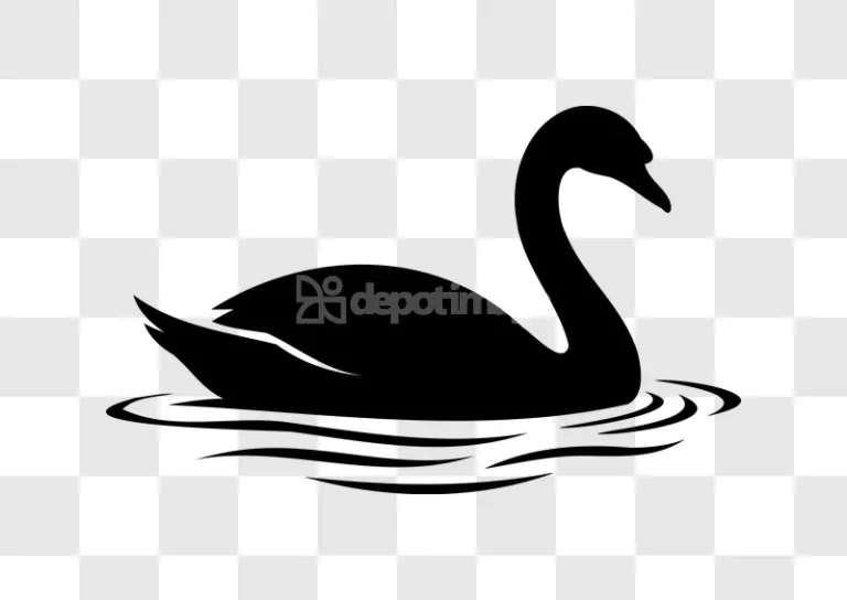 Black Swan Swimming Water Waves