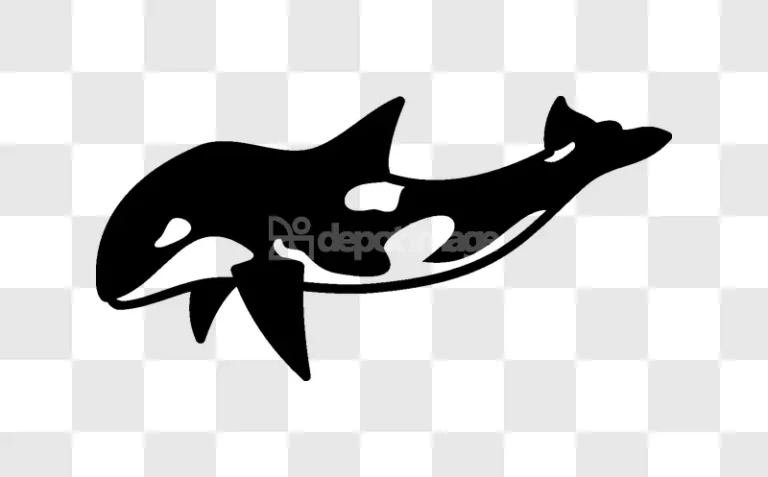 Black White Cartoon Orca Killer Whale