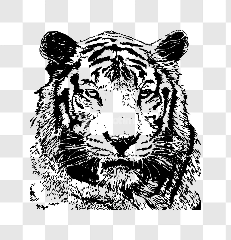 Black White Tiger Face Drawing