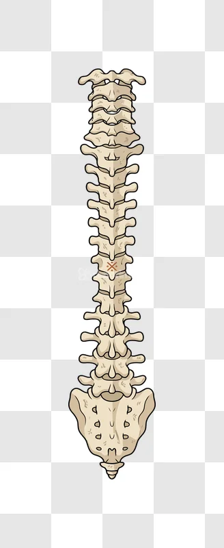 Halloween Spine Skeleton Vertebrae Bone Injury