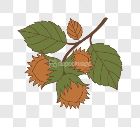 Hazelnut Branch Nuts Leaves Vector Flat