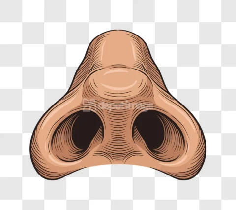 Human Nose Nostrils Front View Engraving