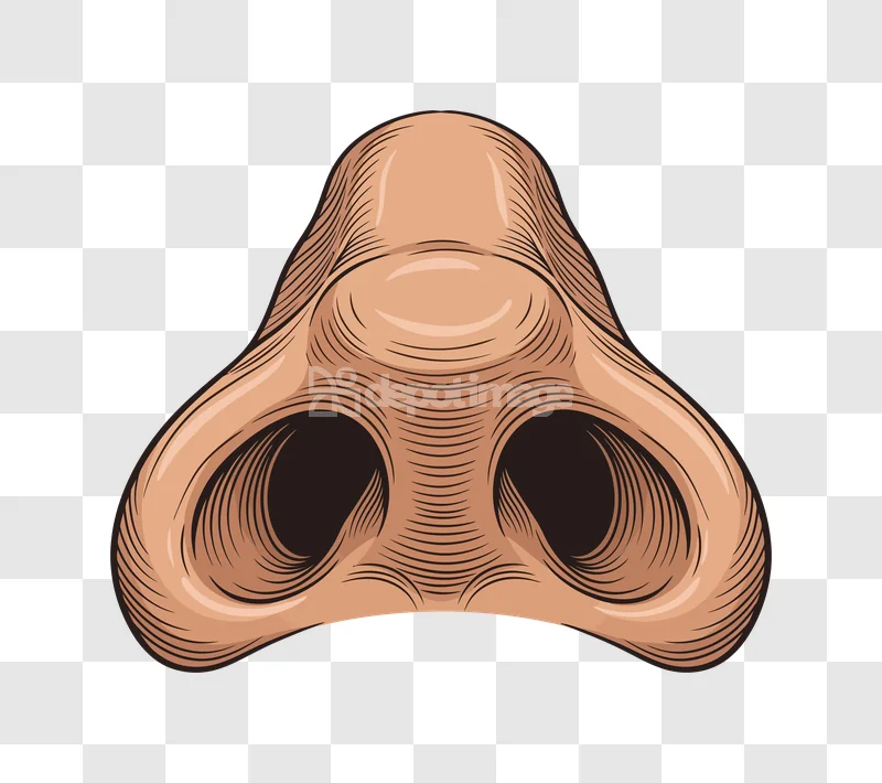 Human Nose Nostrils Front View Engraving, detailed anatomical illustration, beige skin, black background