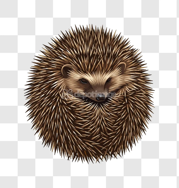 Prickly Hedgehog Curled up Wild Animal