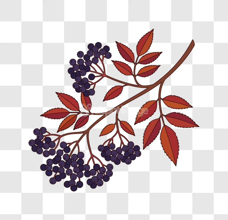 Rowan Berries Leaves Branch Vector Art, dark purple berries, autumn leaves, outlined style