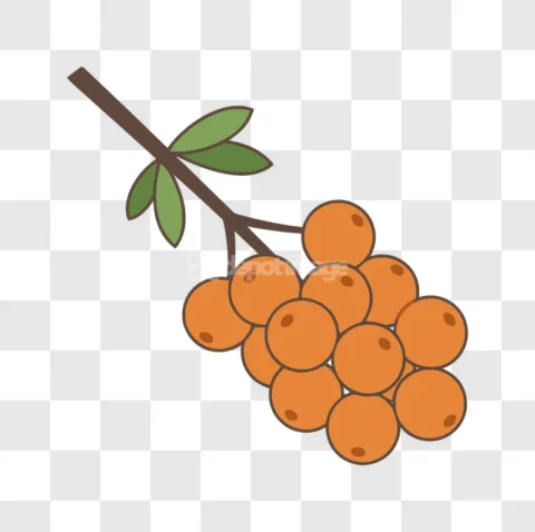Sea Buckthorn Branch Berries Flat Illustration