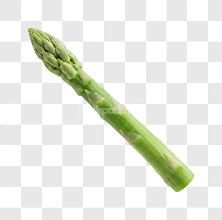 Single Fresh Green Asparagus Stalk