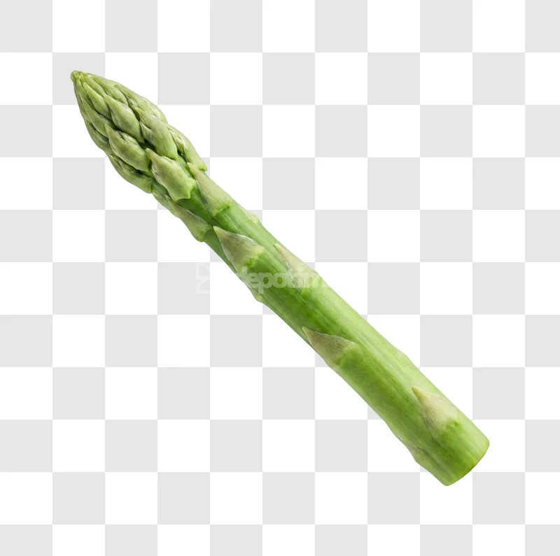 Single Fresh Green Asparagus Stalk, vibrant green transparent background