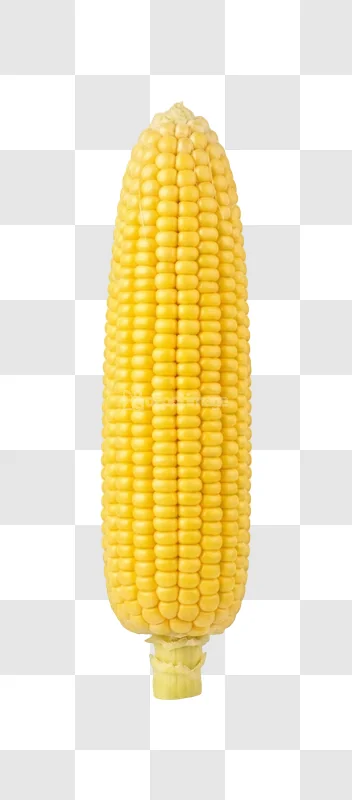 Sweet Yellow Fresh Corn Cob