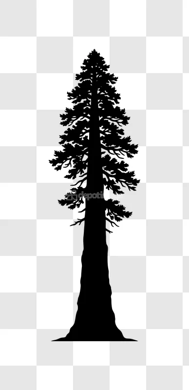 Tall Pine Tree Silhouette Black