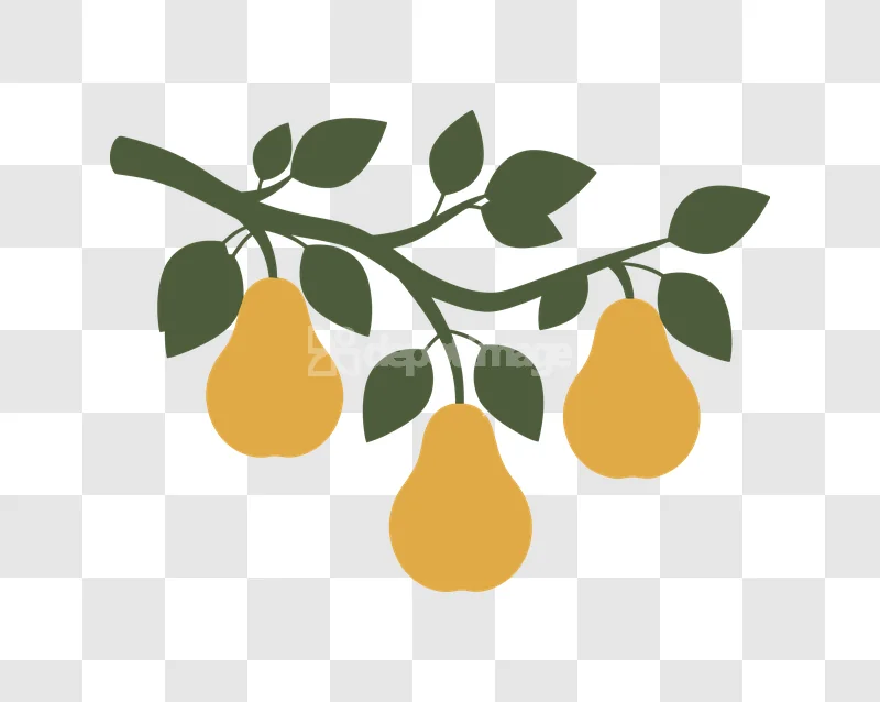 Three Golden Pears Green Leaf Branch Vector flat illustration transparent background