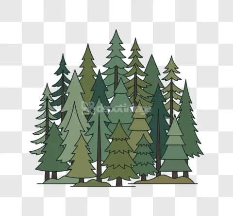 Evergreen Pine Trees Forest Green Conifers